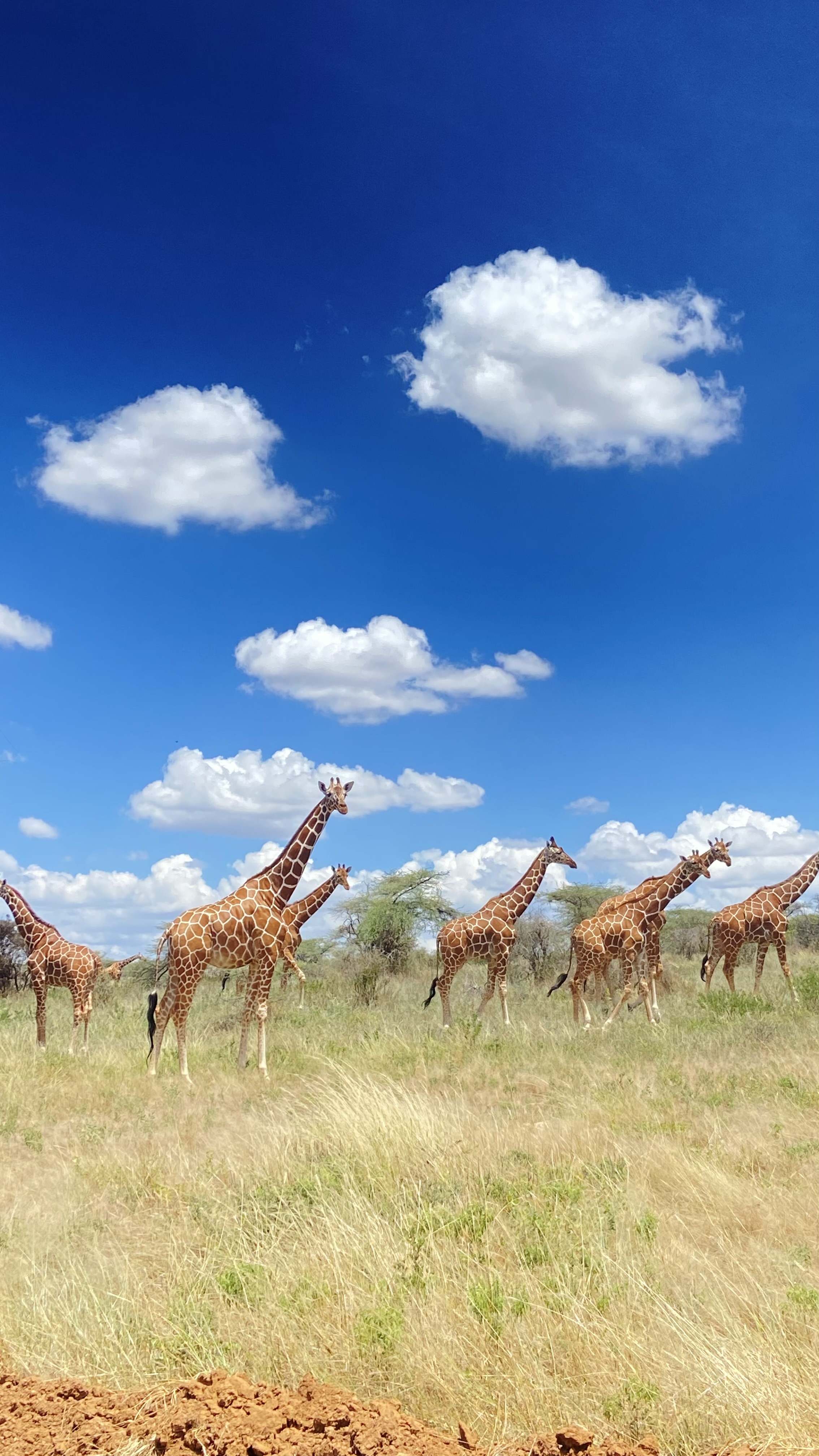 Kenya Safari Loop